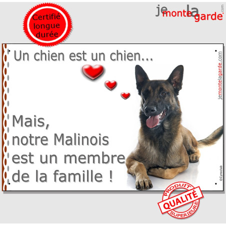 Berger Belge Malinois couché, plaque photo "Membre de la Famille" intérieur ou extérieur coeur pancarte chien