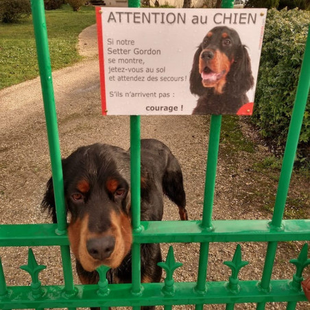 Setter Gordon, plaque portail humour "Attention au Chien, Jetez Vous au Sol et attendez des secours" résiste dehors, 3 Tailles D