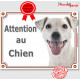 Jack Russell Terrier entièrement blanc Tête, plaque portail 'Attention au Chien" pancarte panneau affiche photo