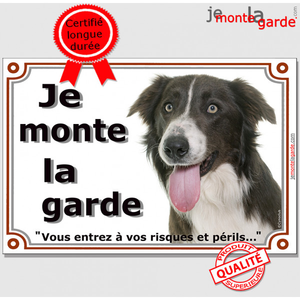 Border Collie chocolat et blanc, plaque portail "Je Monte la Garde, vous entrez à vos risques et périls" marron foie photo, rési