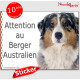 Berger Australien bleu merle, panneau autocollant "Attention au Chien" pancarte affiche photo Aussie sticker