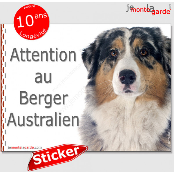 Berger Australien bleu merle, panneau autocollant "Attention au Chien" pancarte affiche photo Aussie sticker