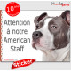 Amstaff, panneau autocollant "Attention au Chien" pancarte sticker adhésif photo American Staffordshire Terrier gris bleu