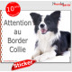 Border Collie noir et blanc poils longs, panneau autocollant "Attention au Chien" pancarte sticker adhésif photo
