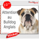 Bulldog Anglais fauve et blanc, panneau photo autocollant "Attention au Chien" pancarte sticker adhésif race Bouledogue GB