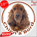 Cocker Golden, sticker voiture "Chien à Bord" 2 tailles