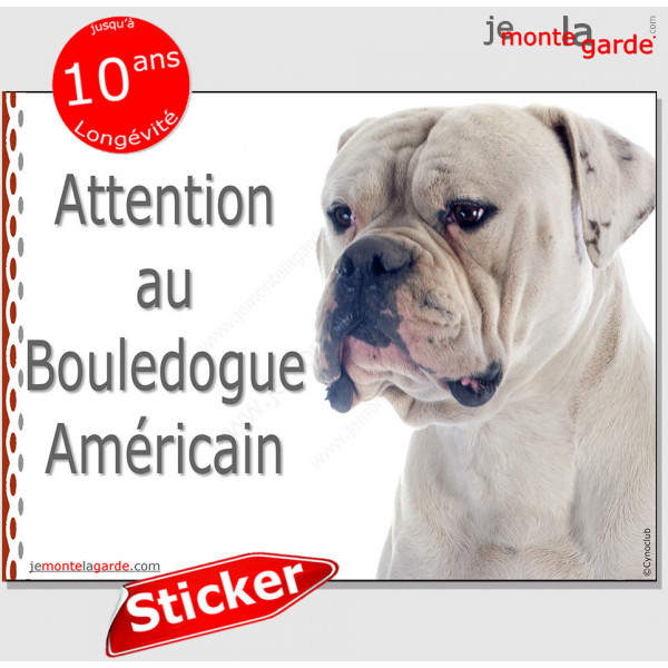 Bouledogue Américain entièrement blanc, panneau photo autocollant "Attention au Chien" Sticker adhésifs Bulldog USA tout blancs