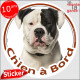 Bouledogue Américain Blanc avec des tâches noires, sticker autocollant rond "Chien à Bord" Disque adhésif vitre voiture, Bulldog