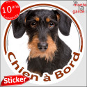 Teckel poils durs, sticker "Chien à Bord" 14 cm