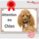 Caniche abricot, plaque portail "Attention au Chien" pancarte panneau photo