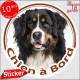 Bouvier Bernois, sticker autocollant rond voiture "Chien à Bord" Disque adhésif photo race