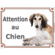 Lévrier Saluki fauve et blanc, plaque portail "Attention au Chien" pancarte panneau photo Persan couché