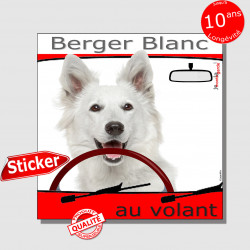 "Berger Blanc au volant" panneau autocollant humoristique voiture photo sticker drôle BB Suisse chien à bord