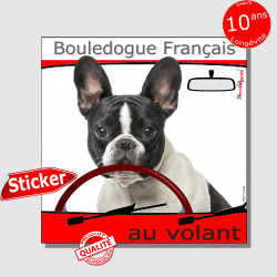 "Bouledogue Français, au volant" panneau autocollant humoristique voiture photo sticker caille, blanc tâches noir chien à bord