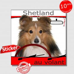 "Shetland au volant" panneau autocollant humoristique voiture photo sticker Sheltie fauve et blanc chien à bord