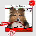 "Shetland au volant" autocollant voiture humour 15 cm