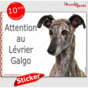 Lévrier Galgo bringé, autocollant photo "Attention au Chien" 16 cm