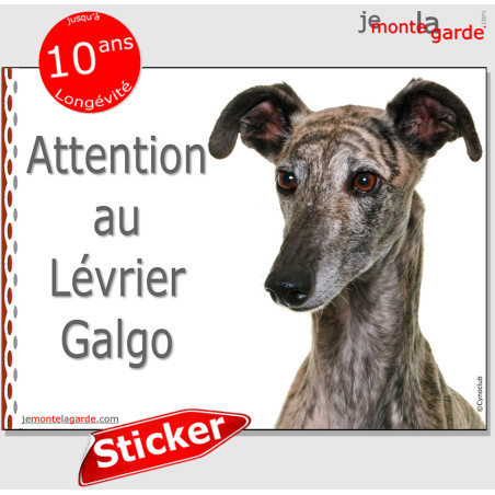 Lévrier Galgo bringé, autocollant photo "Attention au Chien" 16 cm Lévrier Galgo bringé, autocollant photo "Attention au Chien" 16 cm