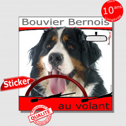 "Bouvier Bernois au volant" panneau autocollant humoristique voiture photo sticker drôle chien à bord
