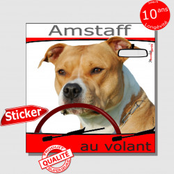 "Amstaff au volant" panneau autocollant humoristique voiture photo sticker drôle chien à bord American Staff fauve et blanc