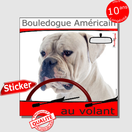 "Bouledogue Américain entièrement blanc au volant" panneau autocollant humoristique voiture photo sticker drôle chien à bord, ré