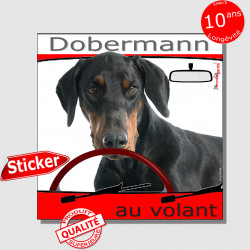 "Dobermann au volant" panneau autocollant humoristique voiture photo sticker drôle chien à bord Doberman noir et feu