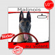 "Berger Belge Malinois au volant" panneau autocollant humoristique voiture photo sticker drôle chien à bord