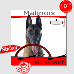 "Malinois au volant" autocollant voiture 15 cm