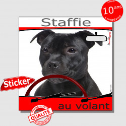 "Staffie au volant" panneau autocollant humoristique voiture photo sticker drôle chien à bord Bull Staffordshire Terrier noir