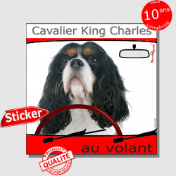 "Cavalier King Charles tricolore au volant" panneau autocollant humoristique voiture photo sticker drôle chien à bord
