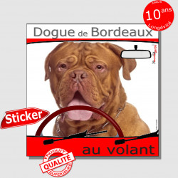 "Dogue Bordeaux fauve acajou à face rouge au volant" panneau autocollant humoristique voiture photo sticker drôle chien à bord