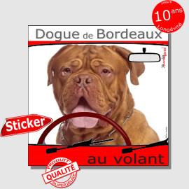 "Dogue Bordeaux fauve acajou à face rouge au volant" panneau autocollant humoristique voiture photo sticker drôle chien à bord, 