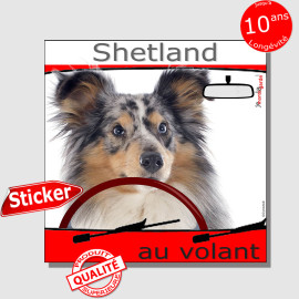 "Shetland au volant" panneau autocollant humoristique voiture photo sticker Sheltie bleu merle chien à bord Arlequin, résiste pl