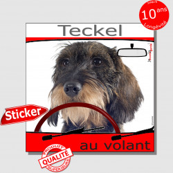 "Teckel à poils durs couleur sanglier au volant" panneau autocollant humoristique voiture photo sticker drôle chien à bord