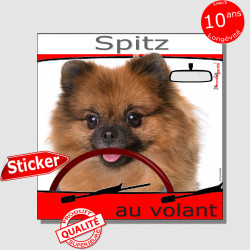 "Spitz fauve orange au volant" panneau autocollant humoristique voiture photo sticker drôle chien à bord Loulou Poméranie nain