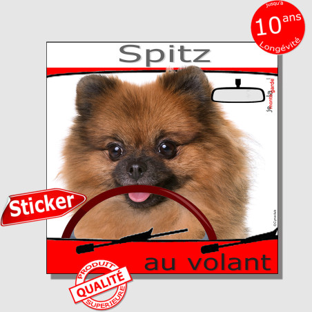 "Spitz fauve orange au volant" panneau autocollant humoristique voiture photo sticker drôle chien à bord Loulou Poméranie nain, 