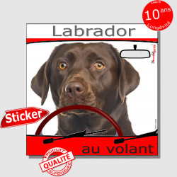 "Labrador au volant" panneau autocollant humoristique voiture photo sticker drôle chien à bord Labrador marron chocolat