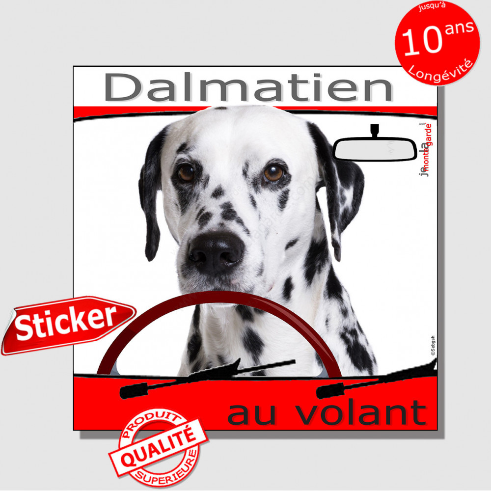 Dalmatien au volant sticker autocollant 15 cm, adhésif