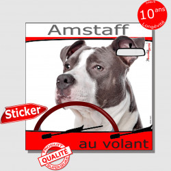 "Amstaff au volant" panneau autocollant humoristique voiture photo sticker drôle chien à bord American Staff bleu gris et blanc
