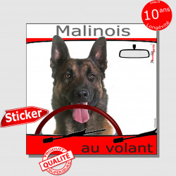 "Berger Belge Malinois au volant" panneau autocollant humoristique voiture photo sticker drôle chien à bord