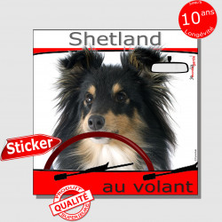 "Shetland au volant" panneau autocollant humoristique voiture photo sticker Sheltie tricolore chien à bord