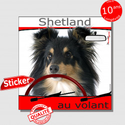 "Shetland au volant" autocollant voiture 15 cm