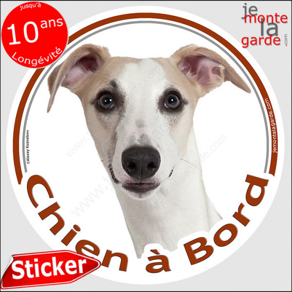 Lévrier Whippet, sticker autocollant rond "Chien à Bord" Disque adhésif vitre voiture photo sable beige