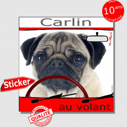 "Carlin au volant" panneau autocollant humoristique voiture photo sticker drôle chien à bord Carlin fauve sable beige crème