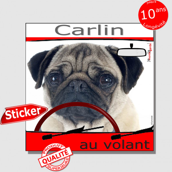 "Carlin au volant" panneau autocollant humoristique voiture photo sticker drôle chien à bord Carlin fauve sable beige crème
