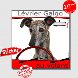 "Lévrier Galgo Espagnol bringé au volant" panneau autocollant humoristique voiture photo sticker drôle chien à bord
