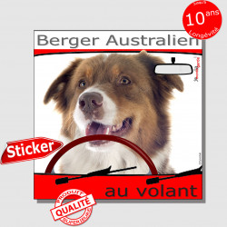"Berger Australien au volant" panneau autocollant humoristique voiture photo sticker Aussie tricolore rouge chien à bord