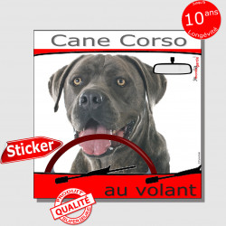 "Cane Corso Italiano gris bleu au volant" panneau autocollant humoristique voiture photo sticker drôle chien à bord