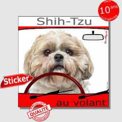 "Shih-Tzu au volant" panneau autocollant humoristique voiture photo sticker drôle chien à bord Shih-Tsu fauve beige sable