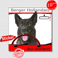 "Berger Hollandais bringé à poils courts au volant" panneau autocollant humoristique voiture photo sticker drôle chien à bord